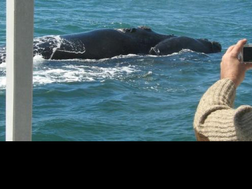 Whale Watching