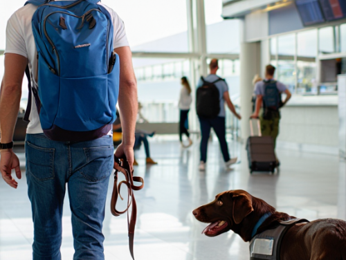 Como planejar viagens com pets