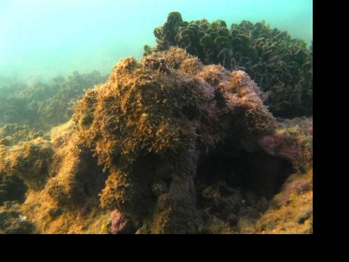 Mergulho nas Piscinas Naturais em Tamandaré: Um Paraíso Inesquecível