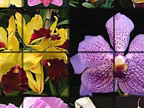 Orquidário Aranda: Um Destino Imperdível para os Amantes de Orquídeas