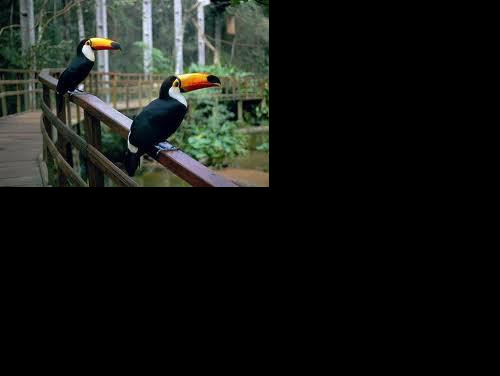 PARQUE DAS AVES