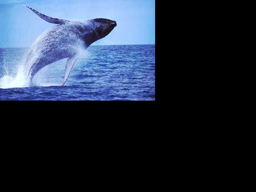 Mergulho em Abrolhos